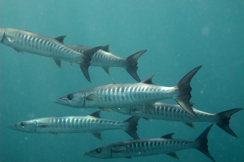 Barracudat lähikuvassa.